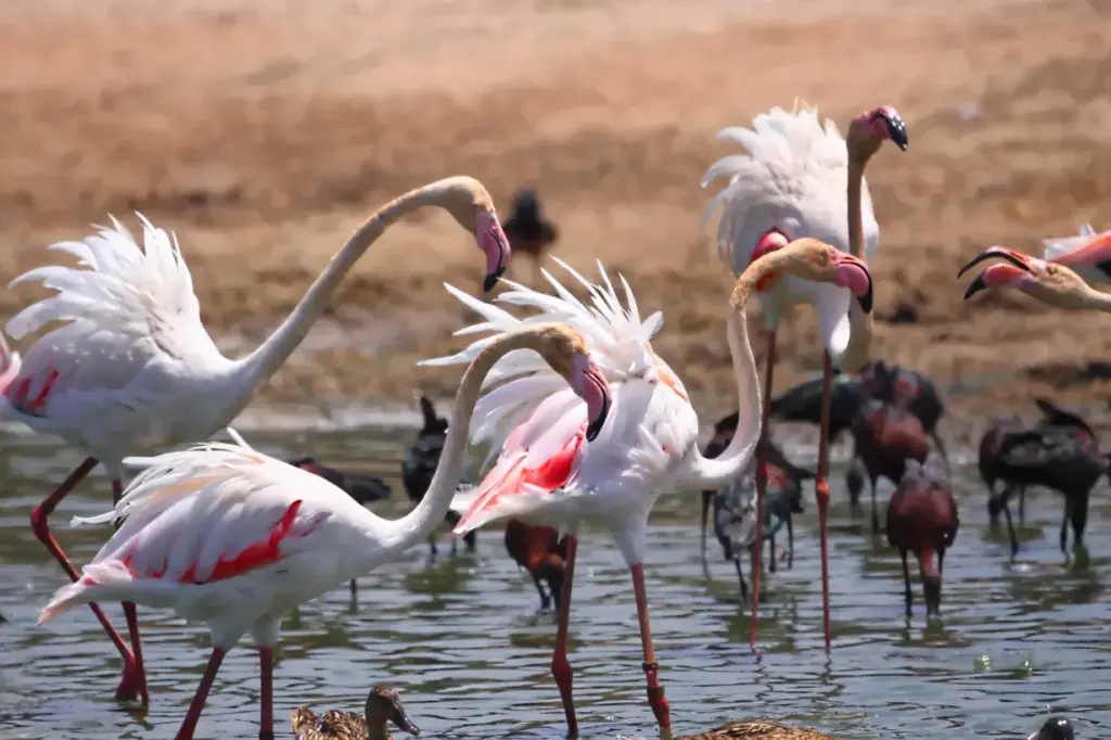 Discover the Wonders of Lake Nakuru in Nakuru, Kenya