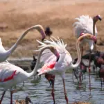 Discover the Wonders of Lake Nakuru in Nakuru, Kenya