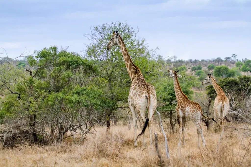 5 Wildlife Encounters in Nairobi