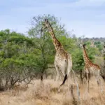 5 Wildlife Encounters in Nairobi