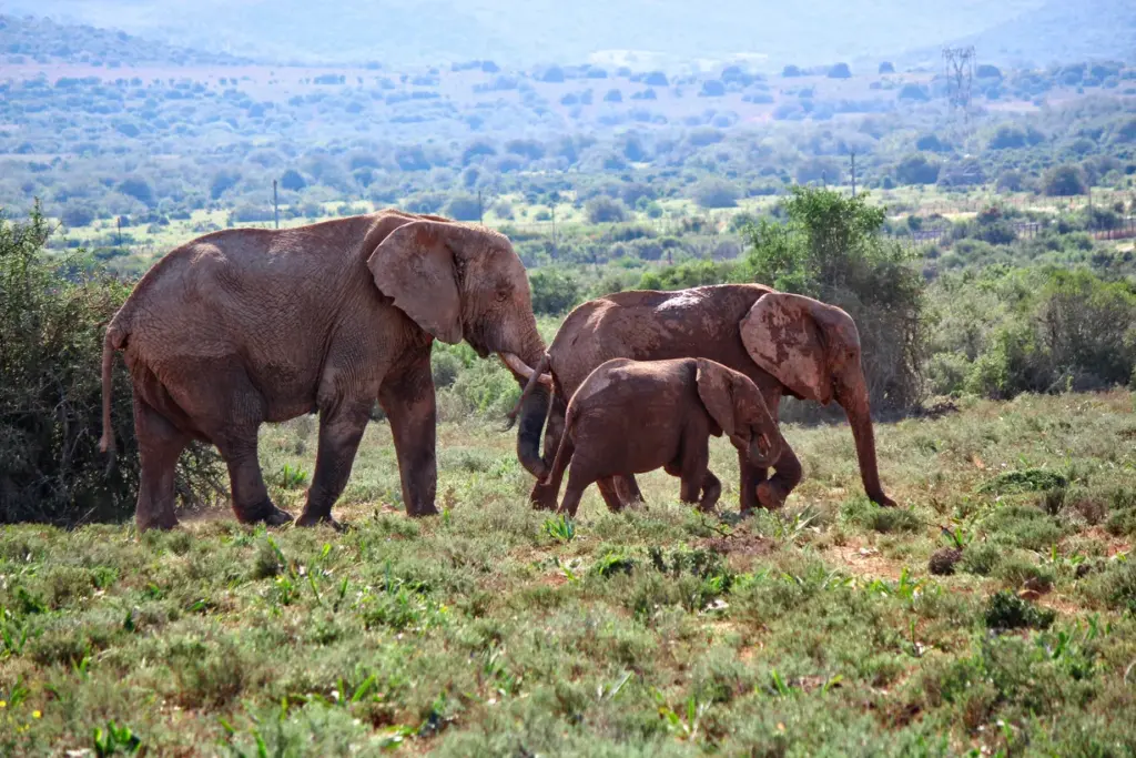 Safari Adventures: Wildlife Encounters in Nairobi