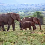 Safari Adventures: Wildlife Encounters in Nairobi